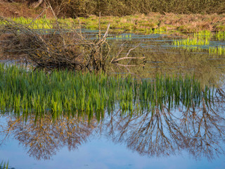 Marais et reflets