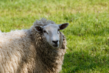 Schaf im Frühling auf der Weide
