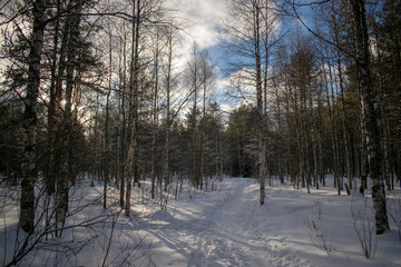 winter forest on a Sunny day