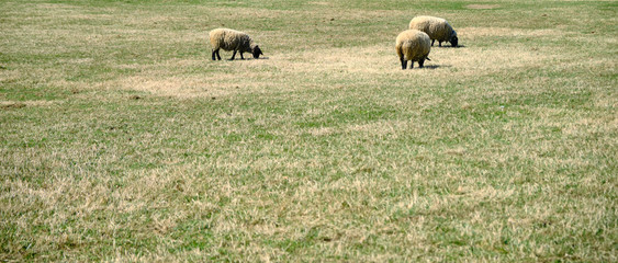 sheep animals browse grass - The Tyrolean Rock Sheep.