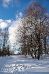 winter forest on a Sunny day
