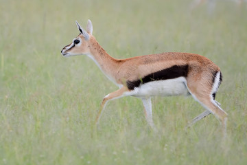 Mother and baby gacel thomson