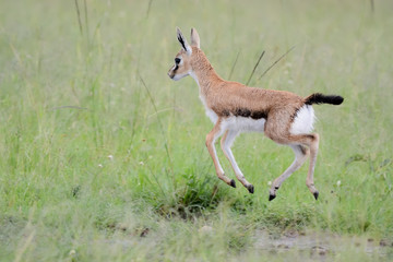 Mother and baby gacel thomson