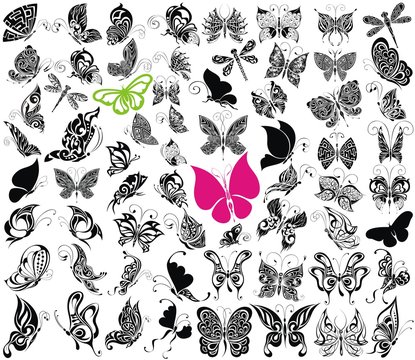 Big Butterfly collection, illustration, drawing
