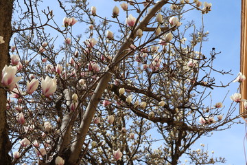 Magnolien in Lucca