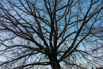 Old oak. Branches of a large tree against the sky. Winter, cold weather, leafless vegetation.
