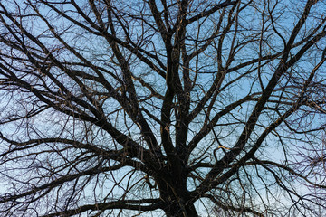 Old oak. Branches of a large tree against the sky. Winter, cold weather, leafless vegetation.