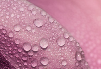 Water drops close-up on magnolia petal. Macro photography