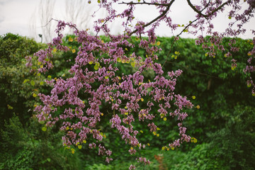 Obraz premium Springtime Flowers
