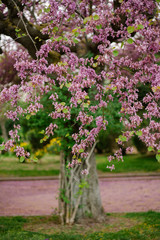 Obraz premium Springtime Flowers