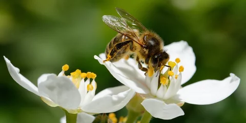 Photo sur Plexiglas Abeille abeille dans le jardin