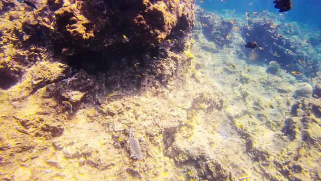Unterwasserwelt mit Papagei-Fisch und Taucher
