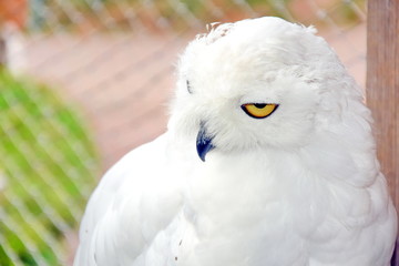 Obraz premium Owl Bubo Scandiacus Focusing Birds Portrait 
