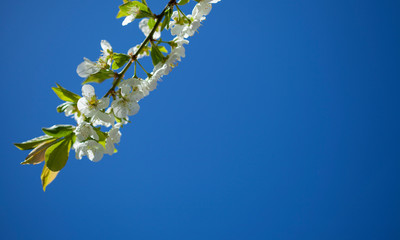 spring blossoms background