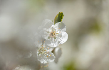 spring blossoms background