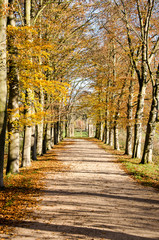 Dirt road lined with tall trees in autumn colors leading to an old fence near Valkenburg, The Netherlands