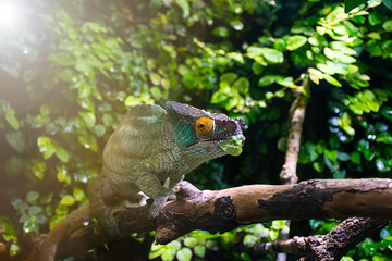 Colorful panther chameleon 