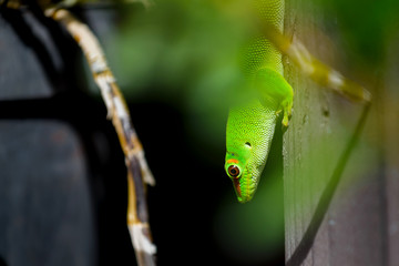Beautiful green gecko animal at Reunion Island