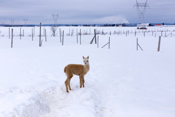 Horizontal shot of cute cream-coloured baby alpaca standing in snow-covered fenced field, Pont-Rouge, Quebec, Canada