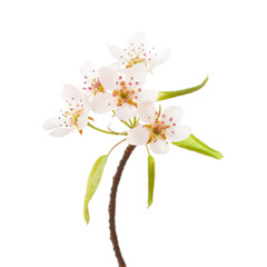 spring blossoms on white