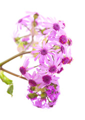 Flora of Gran Canaria - Pericallis webbii