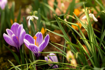 Beautiful spring flowers, growing crocuses