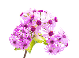 Flora of Gran Canaria - Pericallis webbii