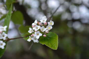 Korean spice viburnum