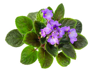 Indoor purple Violet flowers isolated on white background