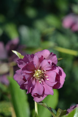 Double Ellen Red Lenten rose