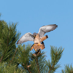 Kestrel couple on a pine while mating
