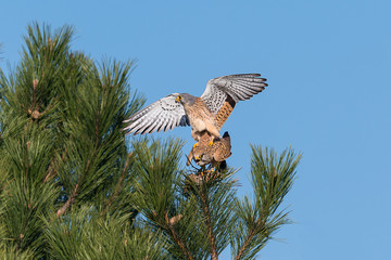 Kestrel couple on a pine while mating