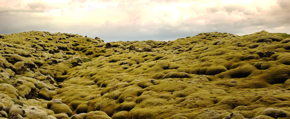 Typical landscape of the spectacular moss fields of Eldhraun moss covering lava rock) in the south of Iceland