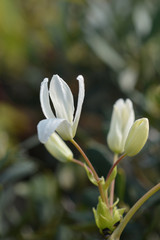 Obraz premium Snowdrift evergreen Clematis