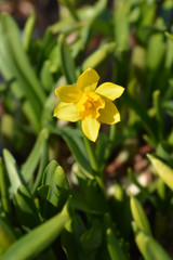 Daffodil Tete a Tete