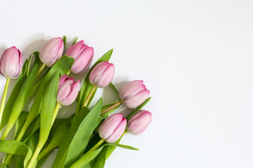 Beautiful fresh tulips on white background