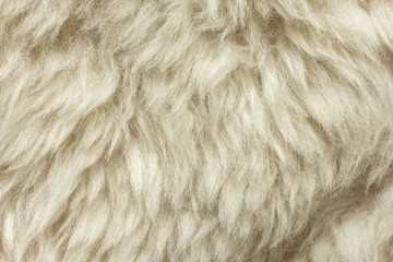 White shaggy natural sheep fur texture for background