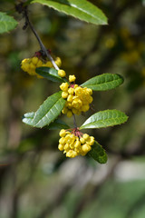 Wintergreen barberry