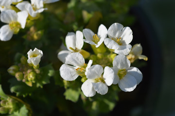 Mountain rock cress Schneehaube