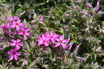 Obraz premium Creeping Phlox Atropurpurea