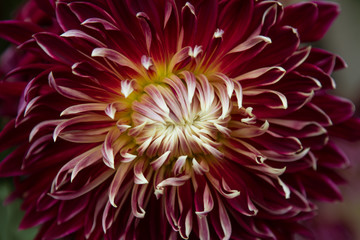 Blossom of a red dahlia in full bloom