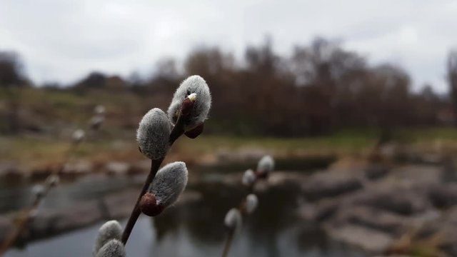Pussy willow branches near the river. Spring willow branches tree. Cloudy day, light breeze. 4k video.