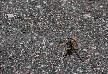 Wasp