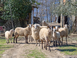 Sheep. In rural setting, curious, with lambs. Curiosity.