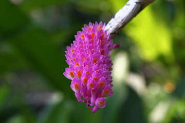 close-up of a blossom of an orchid