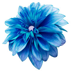 flower isolated rblue dahlia on a white  background with clipping path.  For design.  Closeup.  Nature.