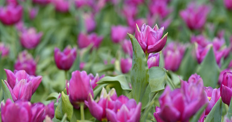 Fototapeta premium Purple Tulip flower garden