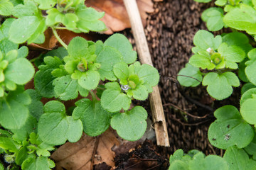 Ivy Leaved Speedwell Flowers in Bloom in Winter