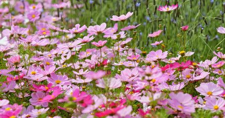 Pink Cosmos flowers in the field