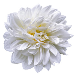 white flower  dahlia on white isolated background with clipping path.  Closeup. For design. Nature.